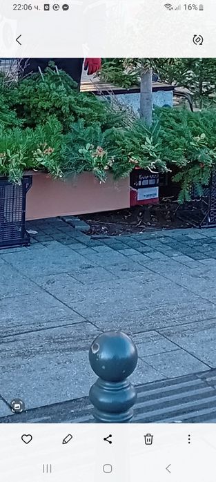 Продавам елхички дрянче клонки и букечета за ваза