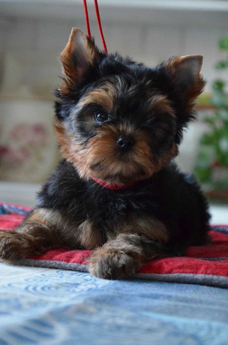 Yorkshire terrier