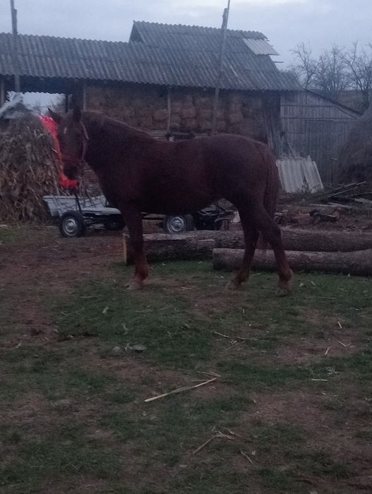 Iapă  cu mînză de 6 luni Berlești Gorj