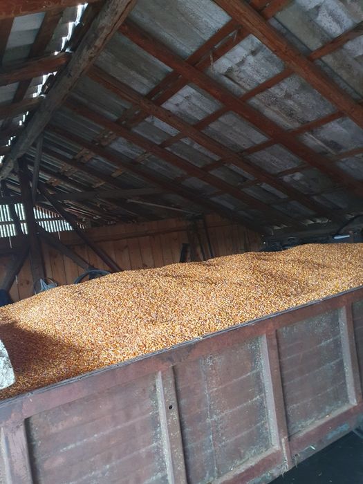 Vând porumb anul 2025