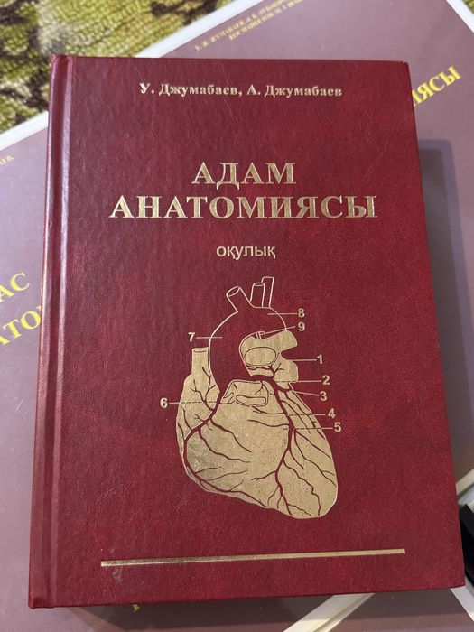 Адам анатомиясы Анатомия джумабаев