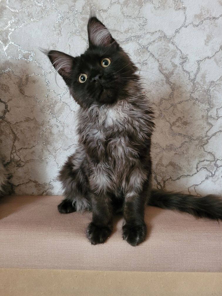 Мейн Кун.  Котята из питомника в окрасе черный дым
