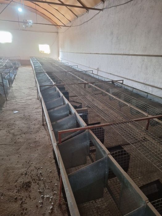 Quyon setka kormushka bolaxonasi bilan