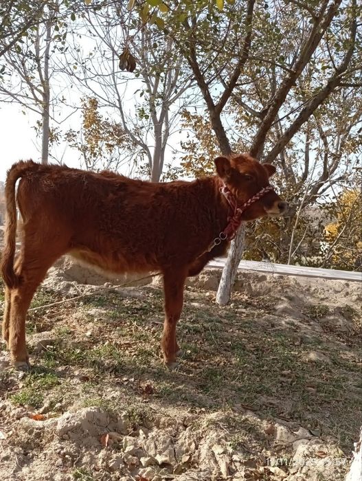 Sigir sotiladi sogʻlom ishonchli yeb ichishi zoʻr

Bolasi 6 oylik gʻoʻ