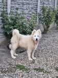 Samoyed , talie medie !