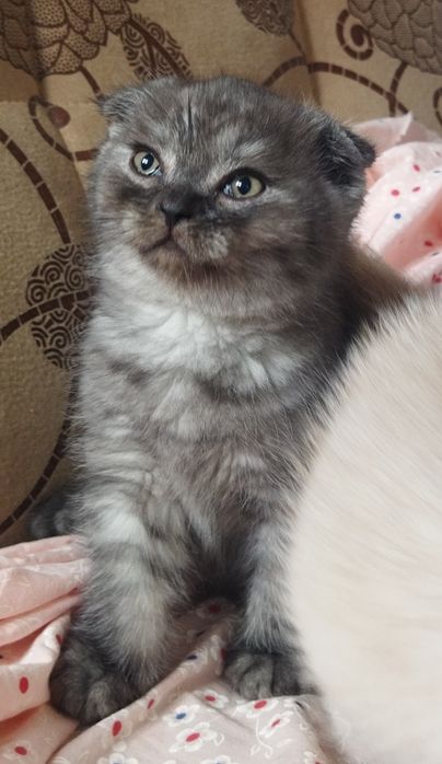 Шотландский котёнок Фолд