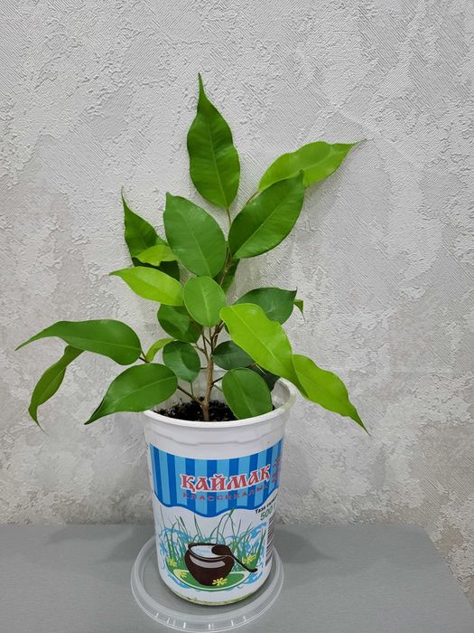 Комнатное растение Фикус Бенджамина