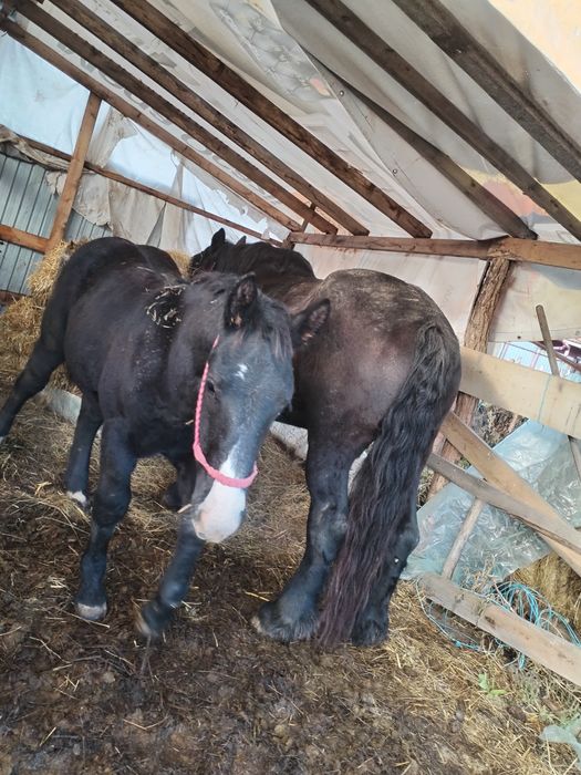 De vânzare iapa cu manz