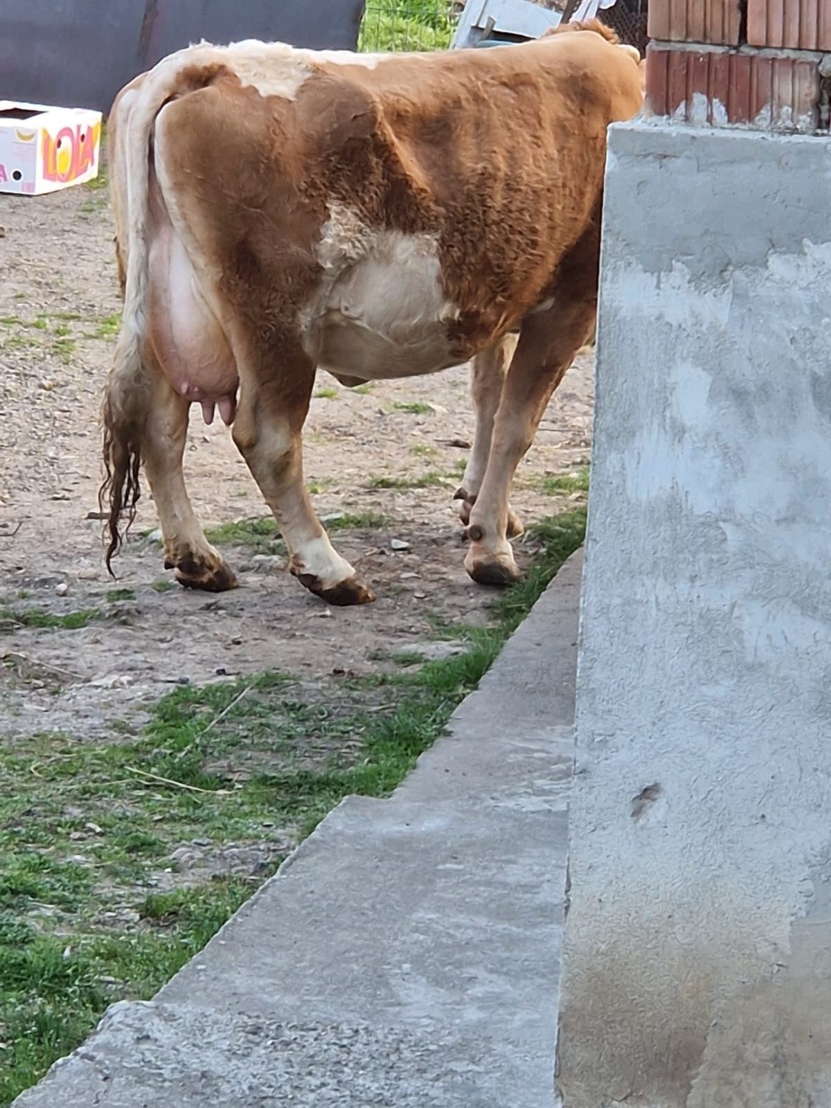 De vânzare vacă cu vițel belgian