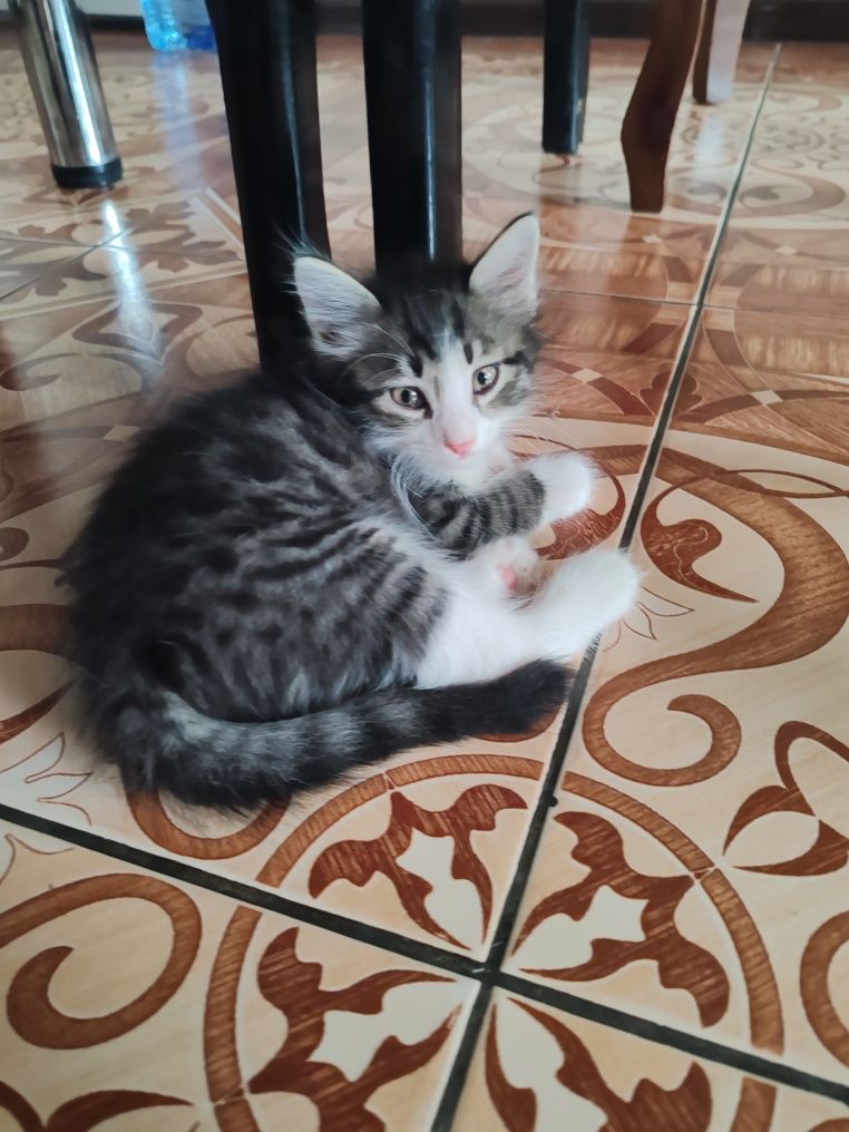 Котята бесплатно в добрые руки