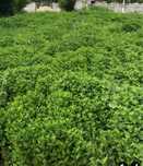 Menta olandeza fresh bio