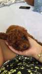 Toy Poodle на 4 месеца