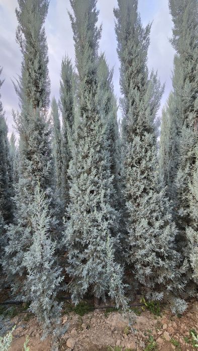 Arizonskiy kiparis archalari sotiladi xar xil razmerlari bor