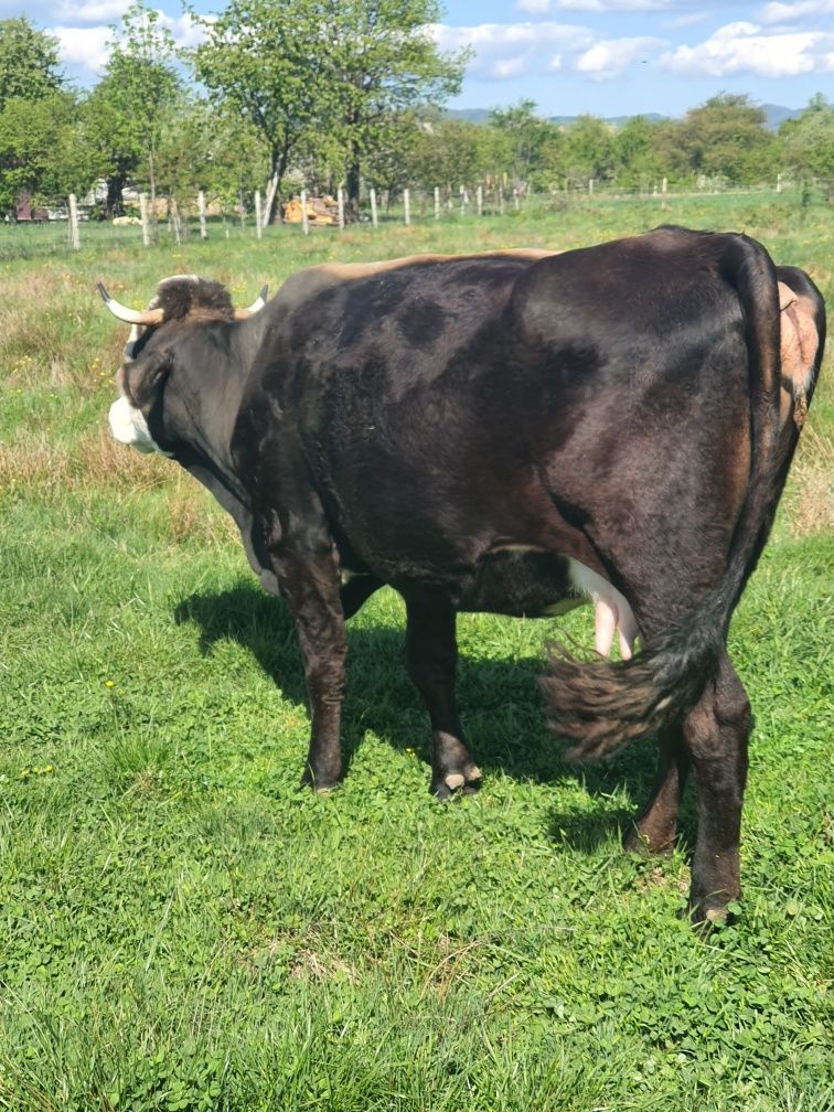 Vaca bruna de vanzare