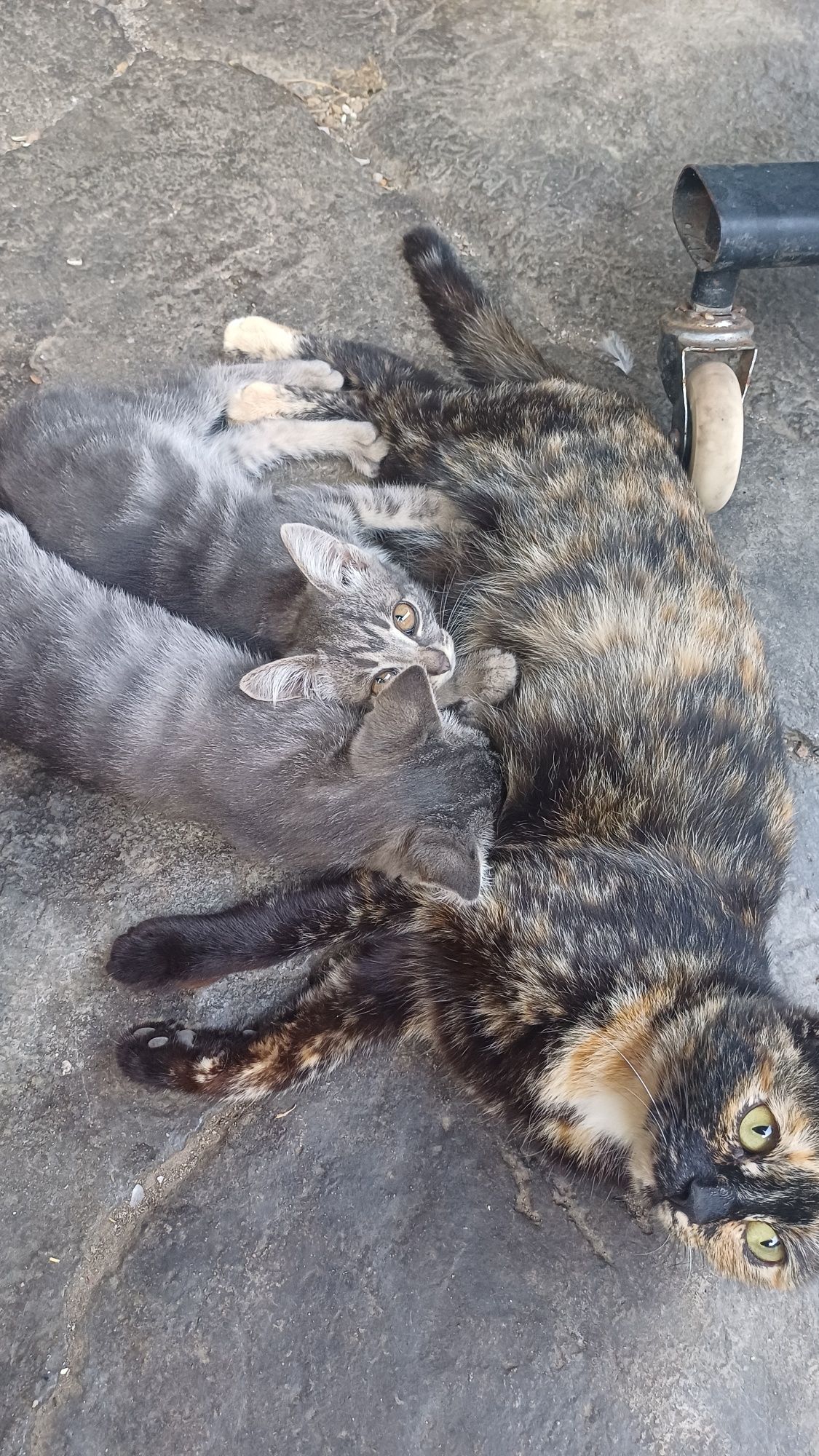 Котята крысоловы