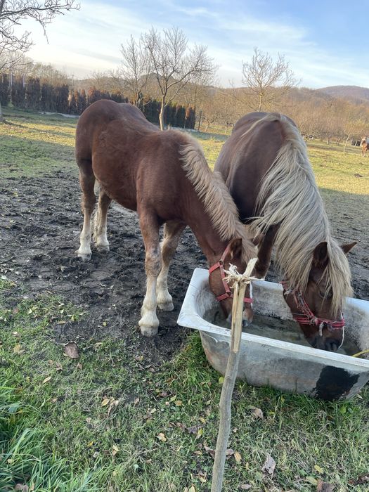 Vand 2 iepe si un manz