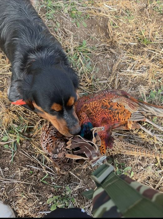 ПОДАРЯВАМ  малки кученца Епаньол Бретон