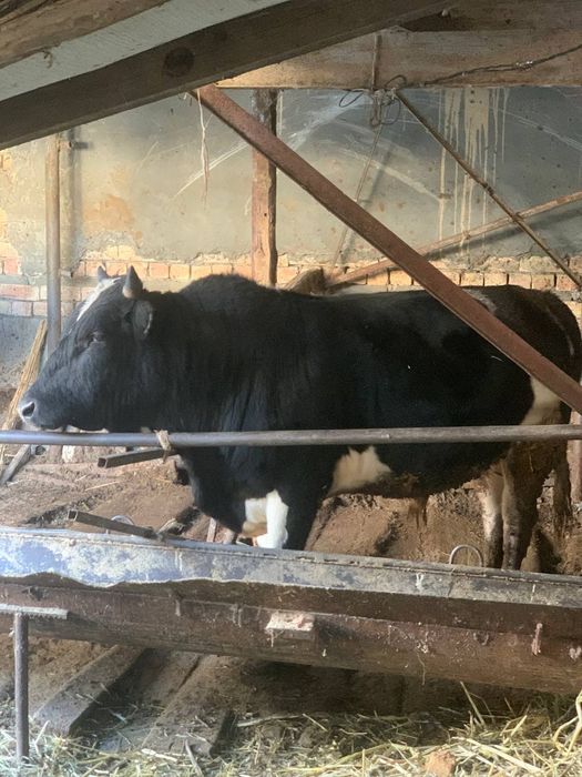 Buqa sotiladi. sogʻlom. xonadonda boqilgan