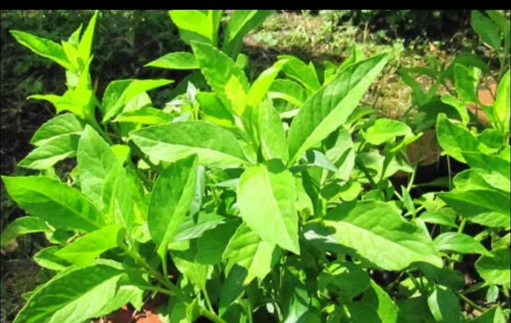 Джинура лечебное растение