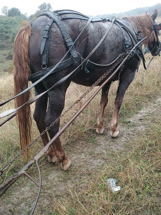 Vând iapă de abator sau ținut mesaj pe WhatsApp