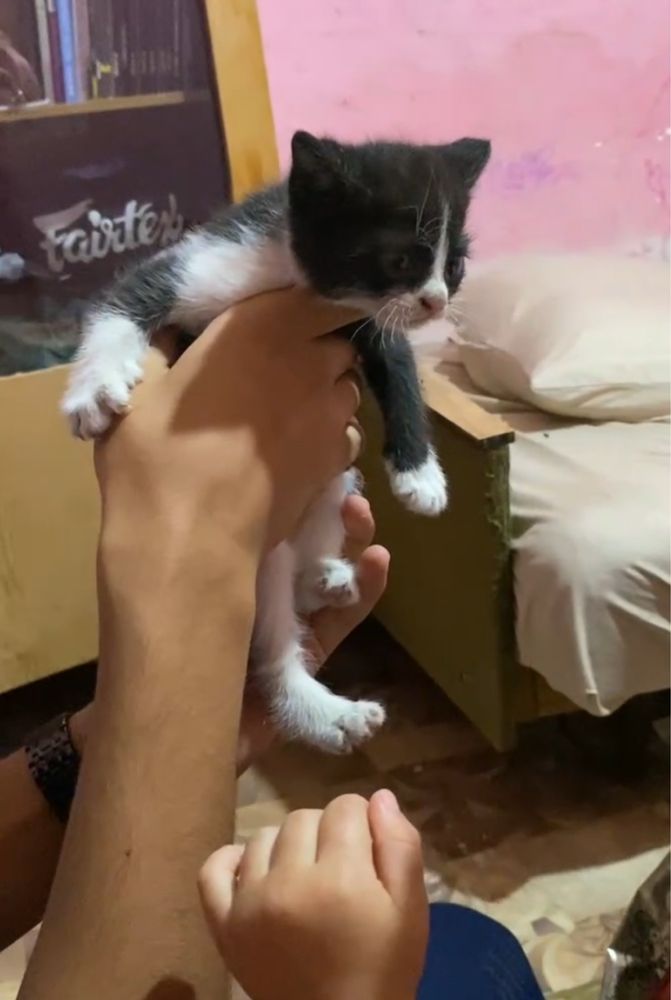 Шотландские фолд котята, 2 месяца  (разные окрасы)