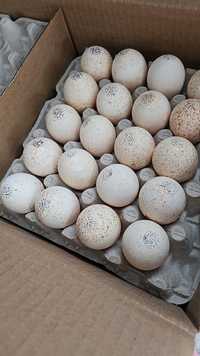 Продам яйцо бролера  коб 300 яйцо производство Россия