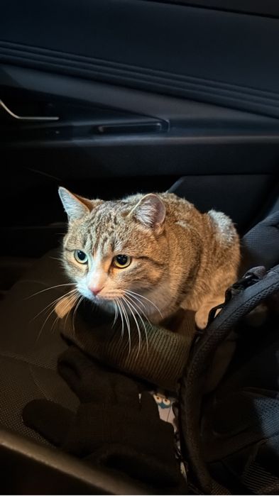 Ищем дом для кота