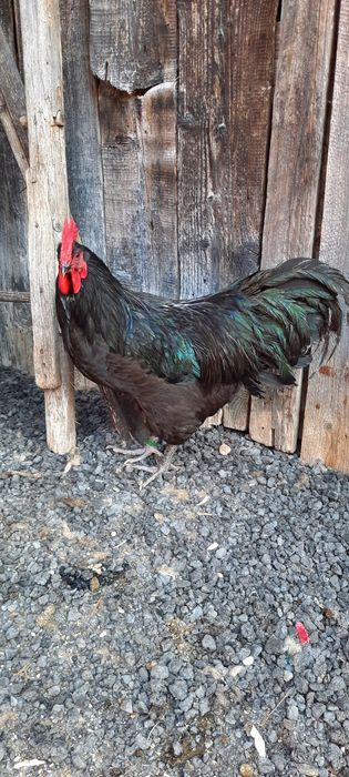 Vand cocosi Australorp