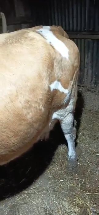 Vand vaca buna detali la