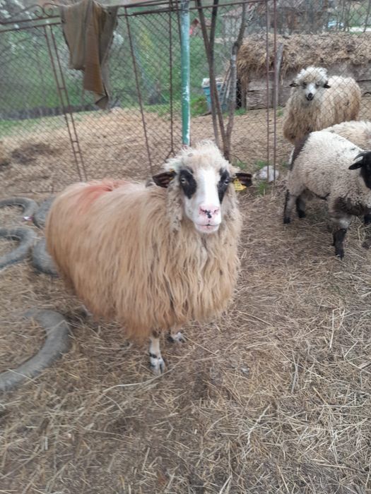 Vând oaie pentru sacrificat
