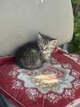 Котинки  отдам даром