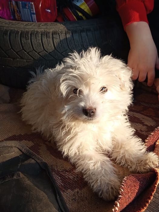 Bichon havanez de vânzare