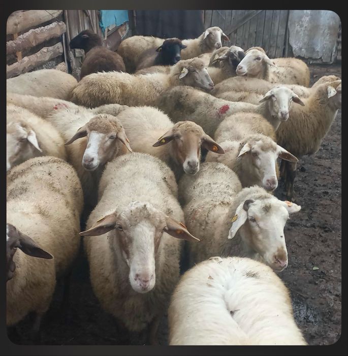 Овце и Коч За Продажба