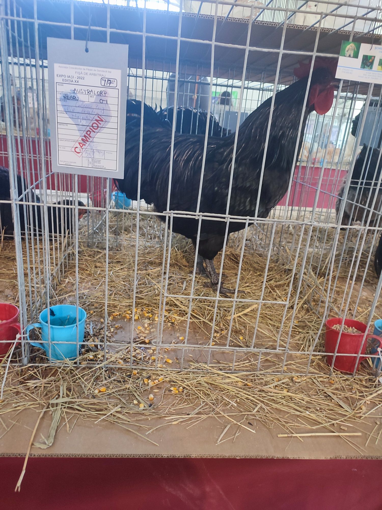 Ouă incubator Australorp
