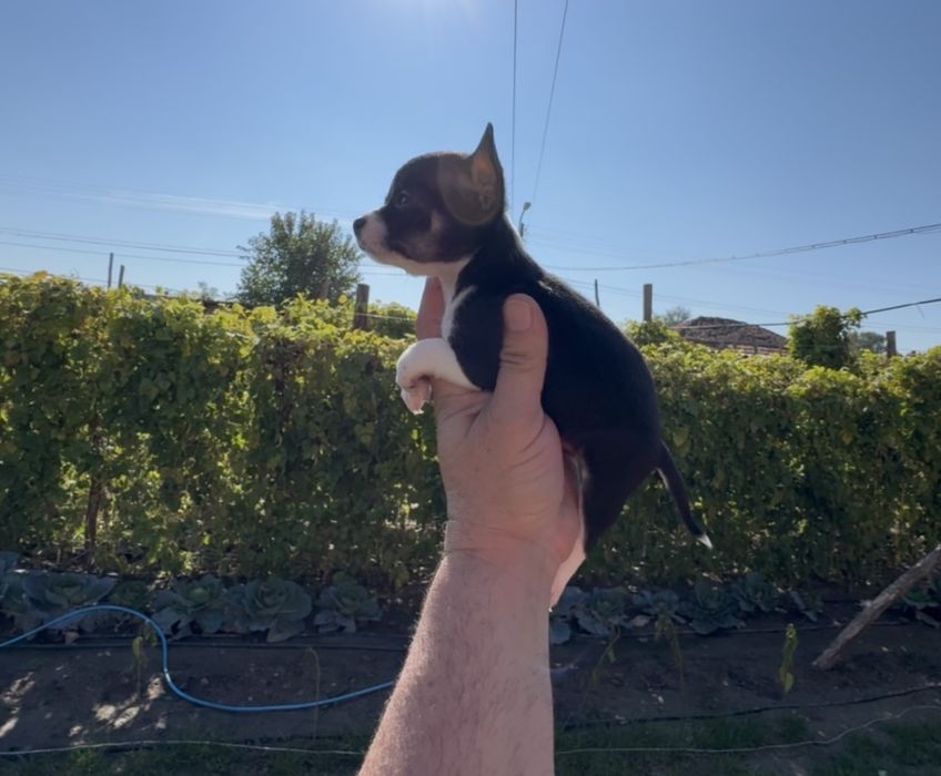 Продавам чихуахуа - момче и момиче