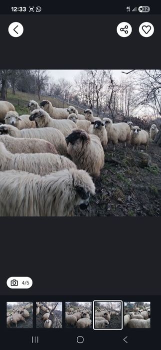 Vând miei 15 lei kg