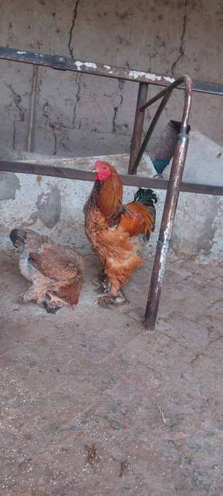 Буровой хурозлор 200 минг