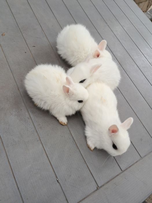 Iepurasi  Hotot pitici.