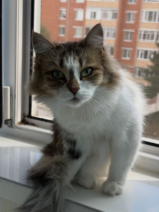 Кошка 1,5 лет. Стерилизована.