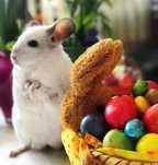 Pui chinchilla cincila șinșila chinchila