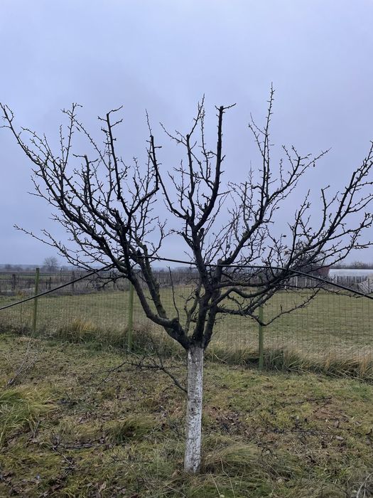 Taieri pomi fructiferi !cosmetizare arbori !