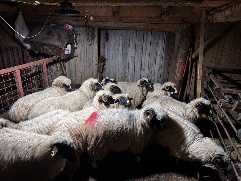 Vand miori si noatine breze