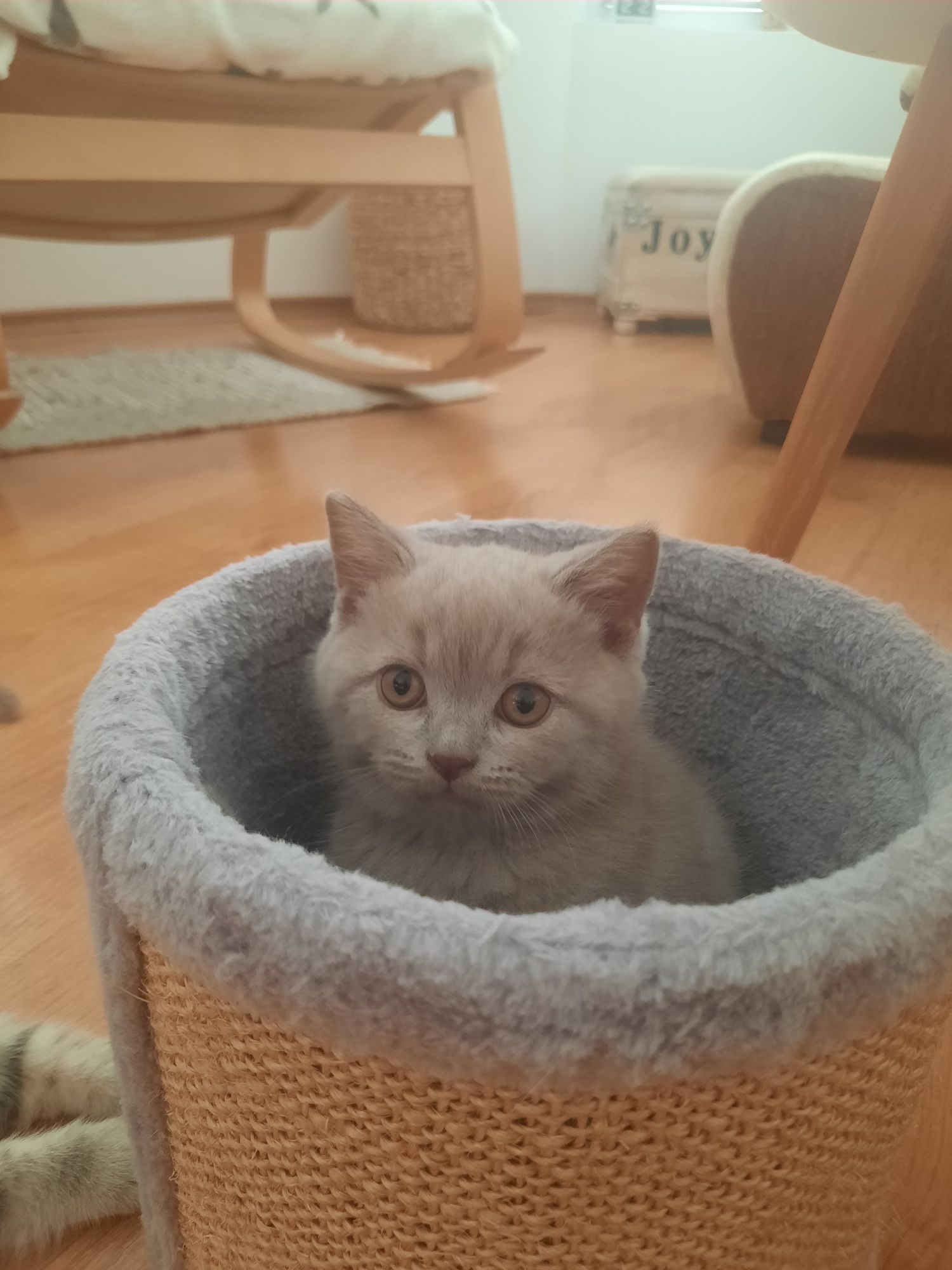 Британски котета