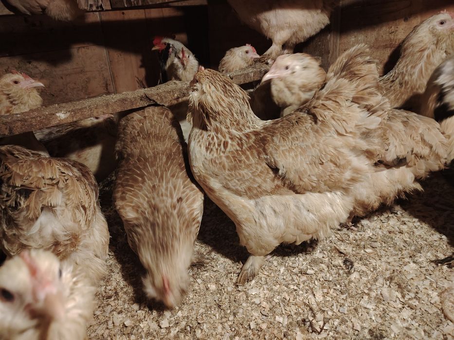 Фавероль лососевая.