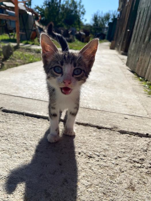 Ofer spre adoptie pui pisica