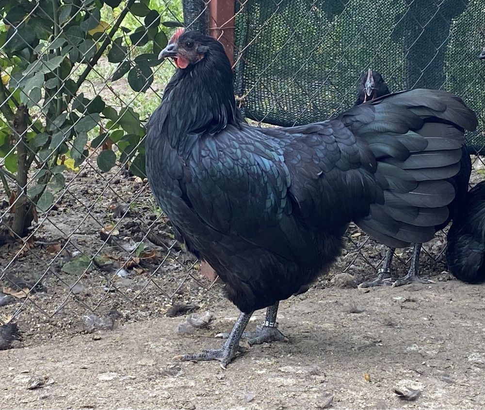 Oua incubat australorp negru si albastru