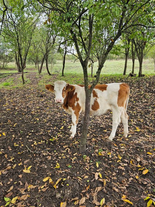 Vaci de vanzare angus,BR