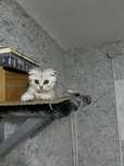 Бронь на котенка девочка