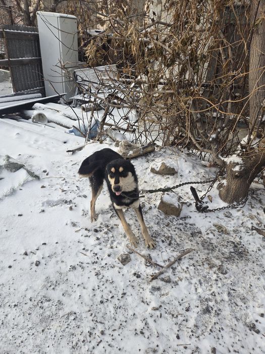 Отдам в добрые руки