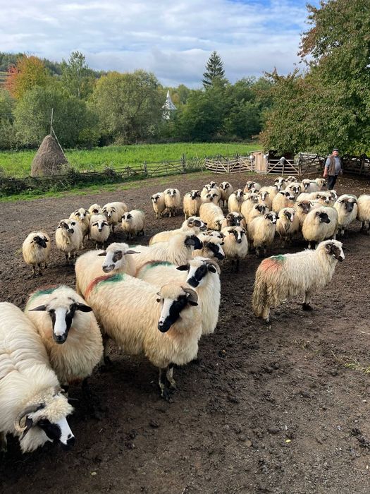 Vând oi de ținut din rasa  brează de Hațeg
